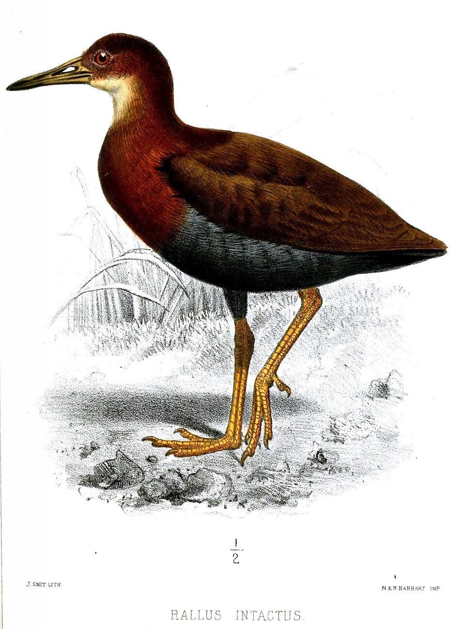 Gymnocrex