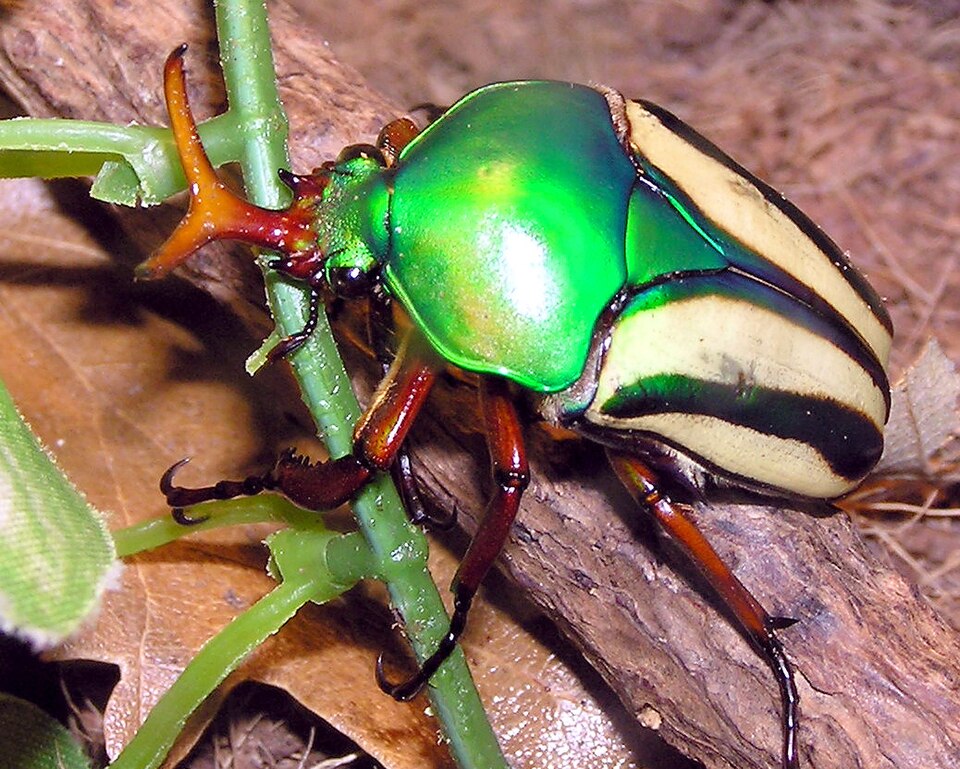 Eudicella