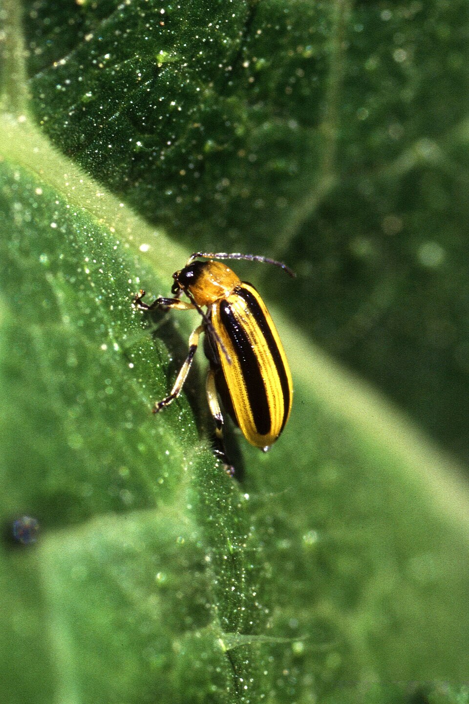 Acalymma vittatum