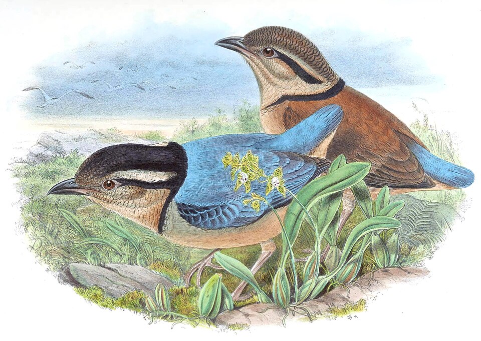 Giant Pitta