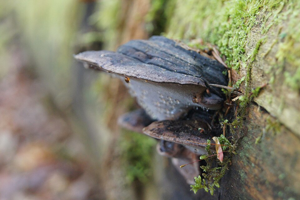 Fomitopsis rosea