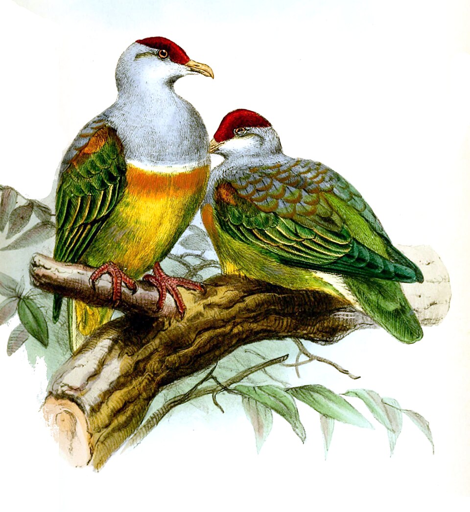 Wallace's Fruit Dove