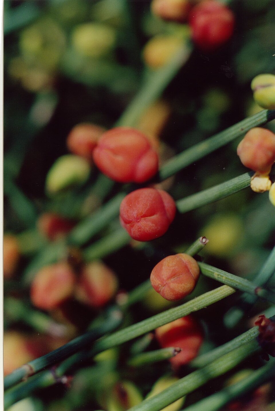 Ephedra equisetina