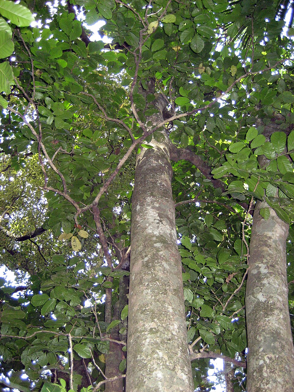 Dysoxylum spectabile
