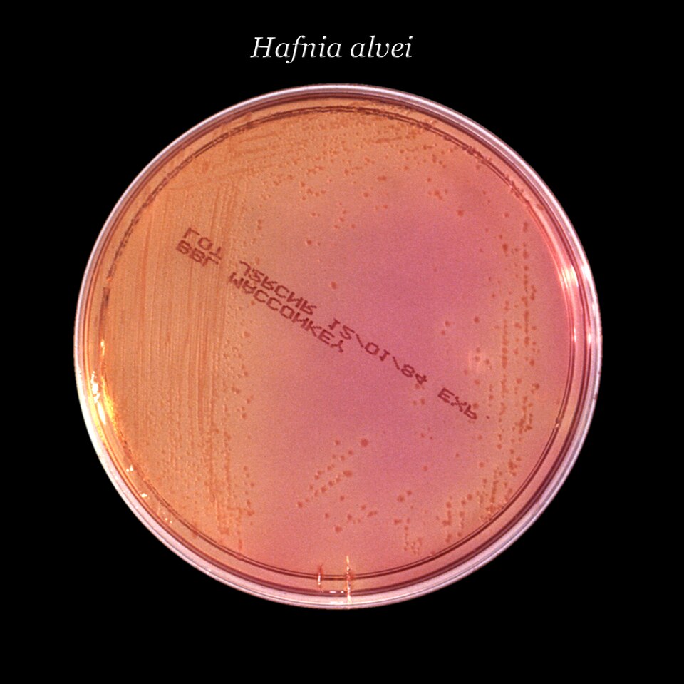 Hafnia