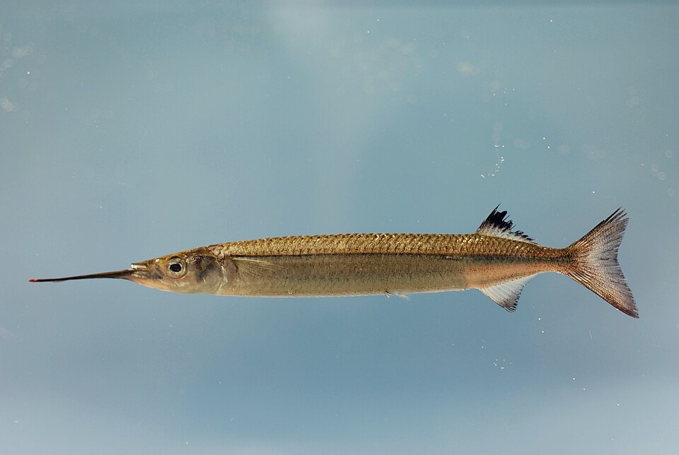 Hyporhamphus sajori