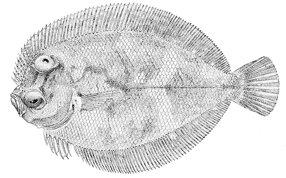 Engyprosopon xenandrus