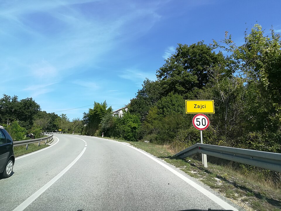 Zajci