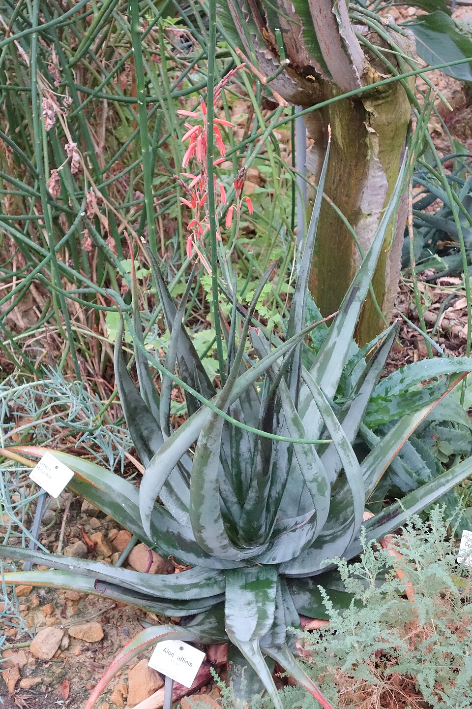 Aloe affinis