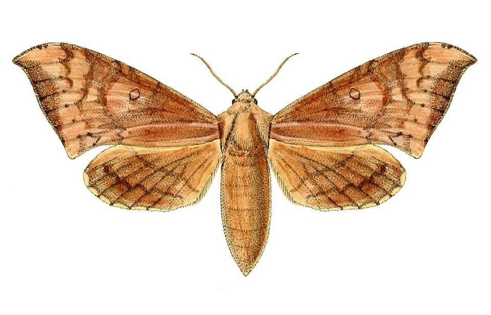 Andriasa