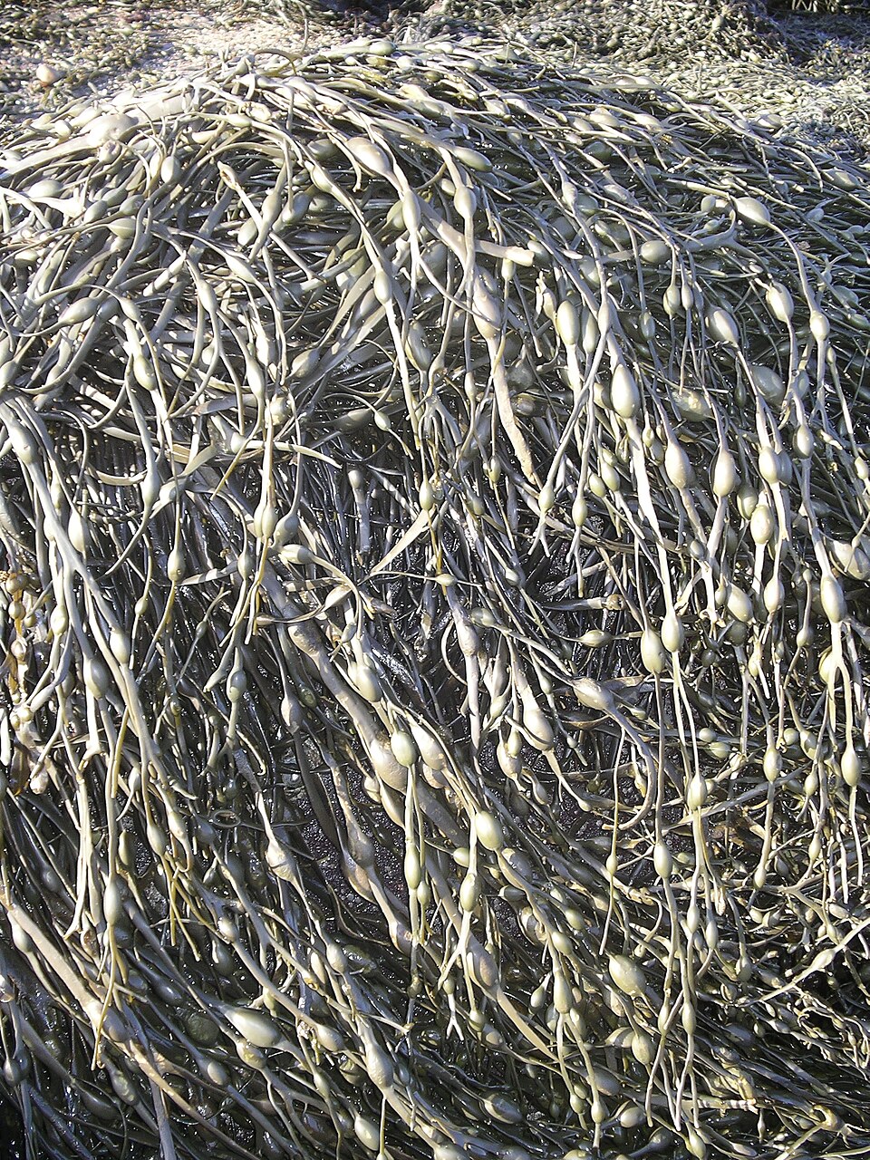 Fucales