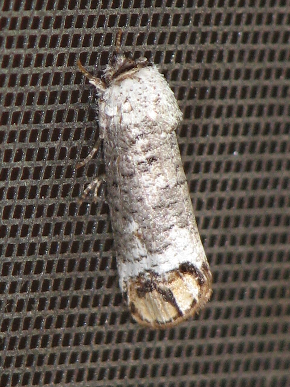 Cossidae