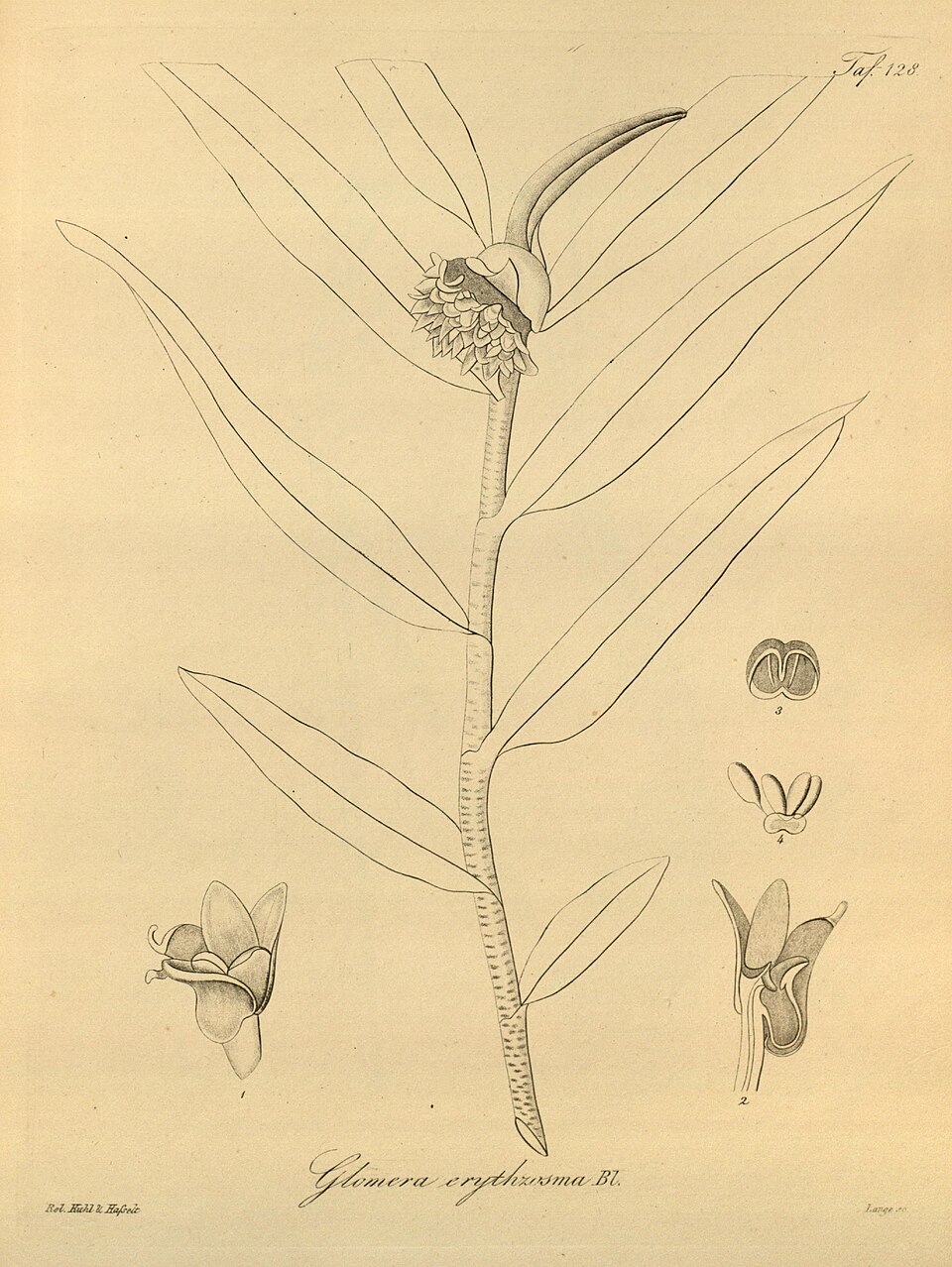 Glomera