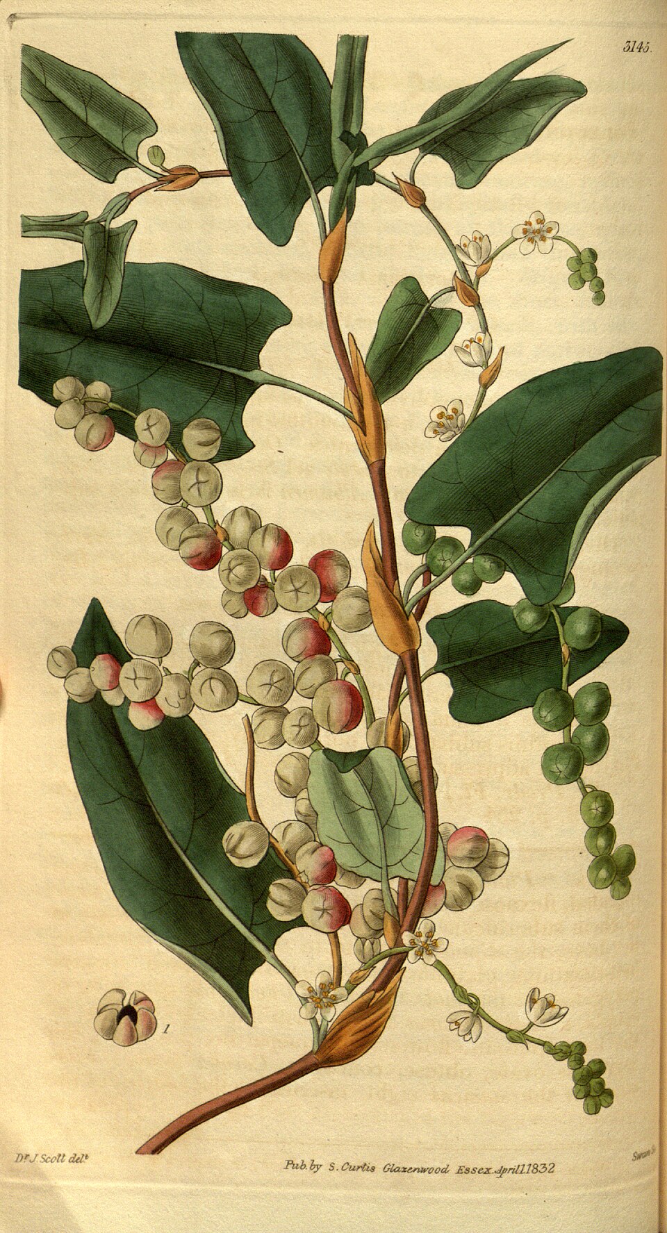 Polygonales