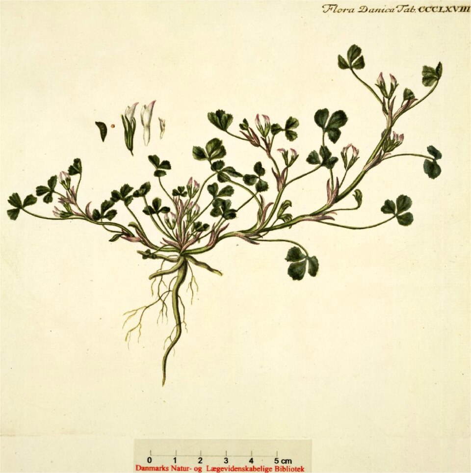 Trifolium ornithopodioides