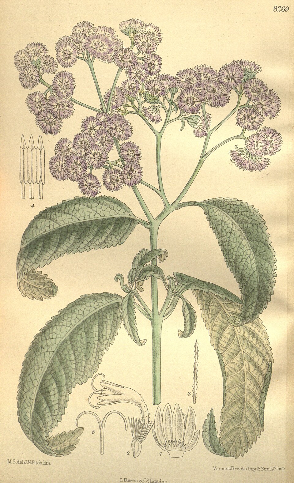 Ethulia