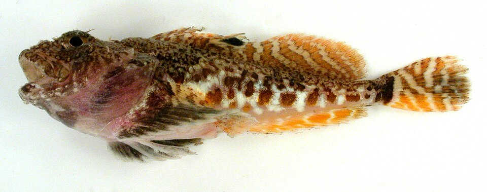 Artediellus