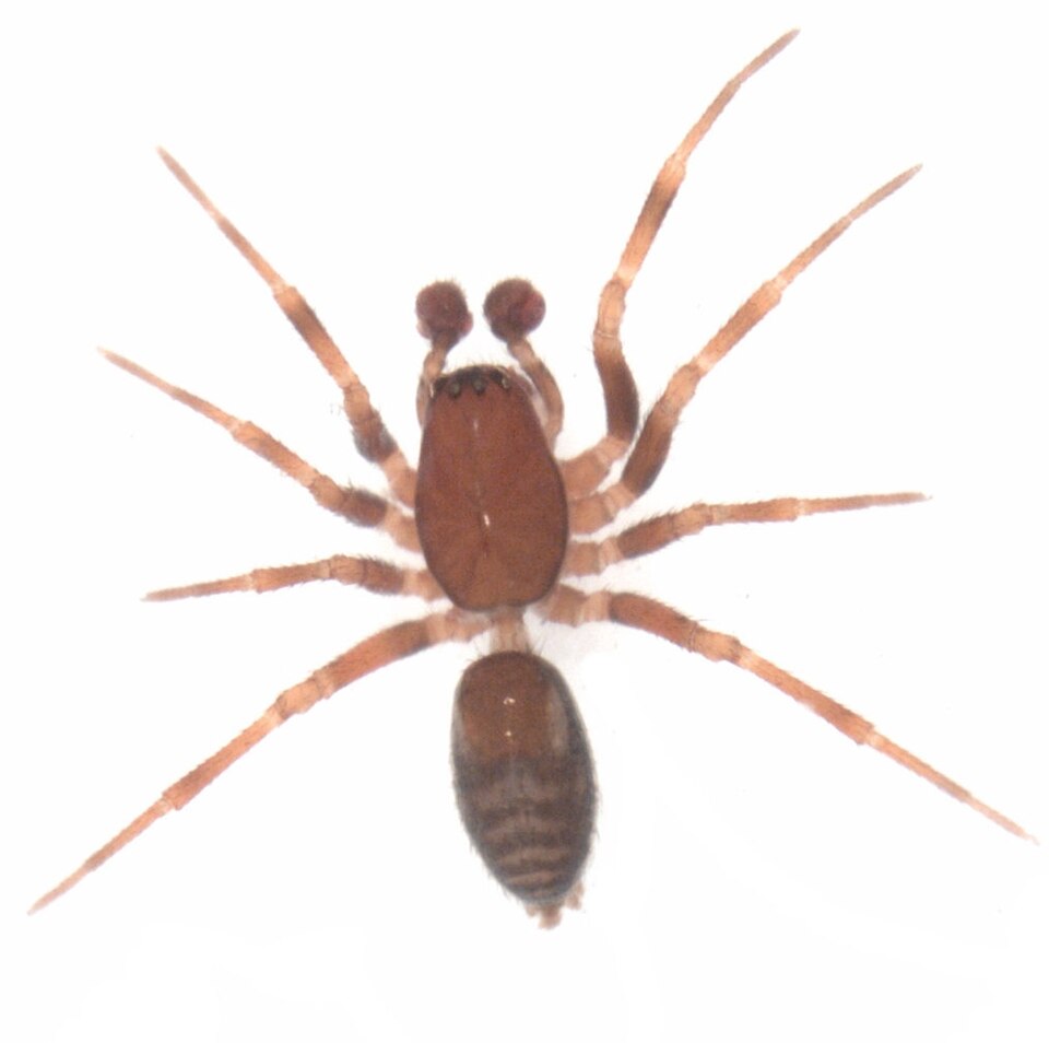 Dunedinia
