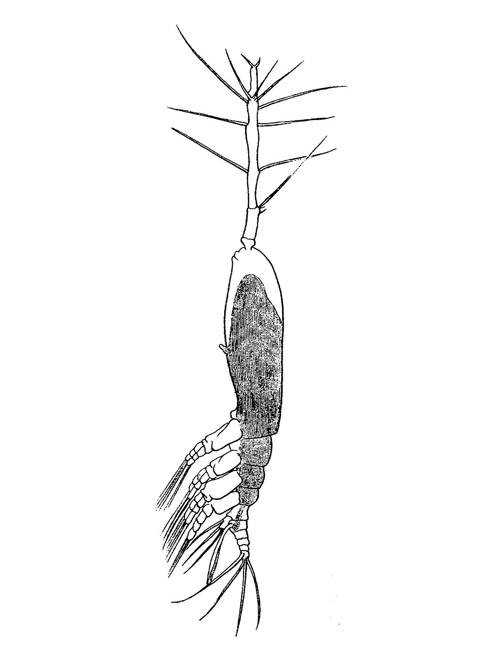 Monstrilloida