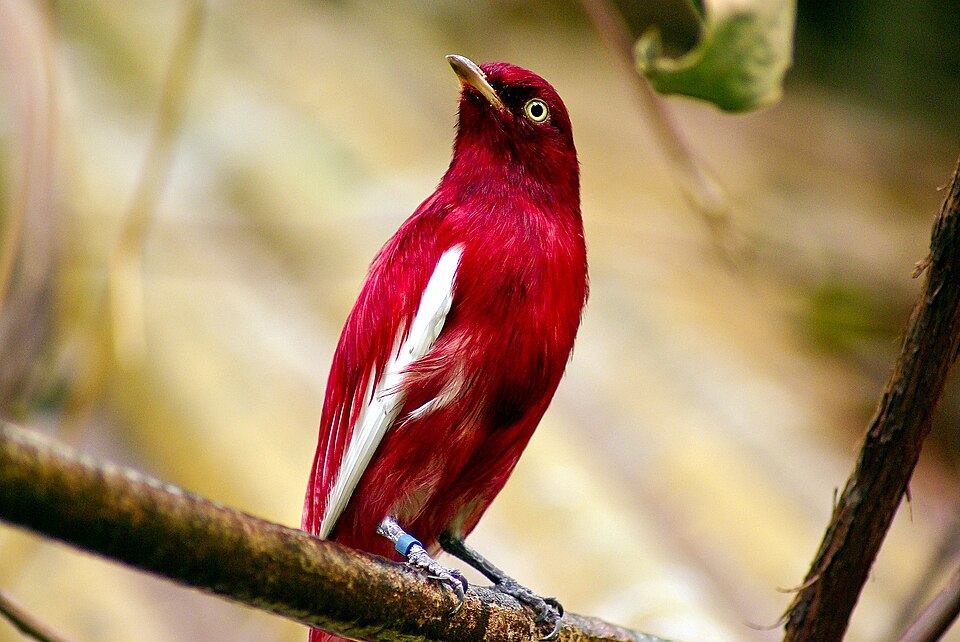 Pompadour Cotinga