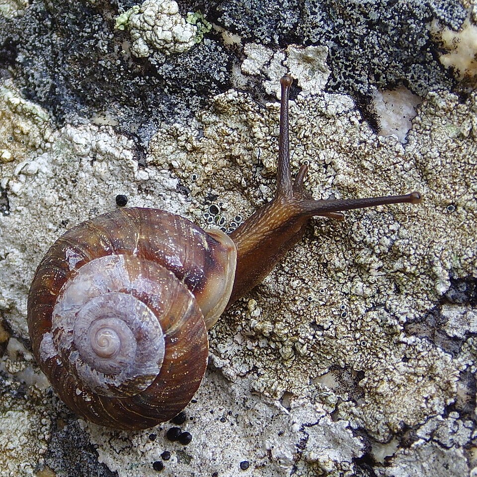 Helicigona lapicida