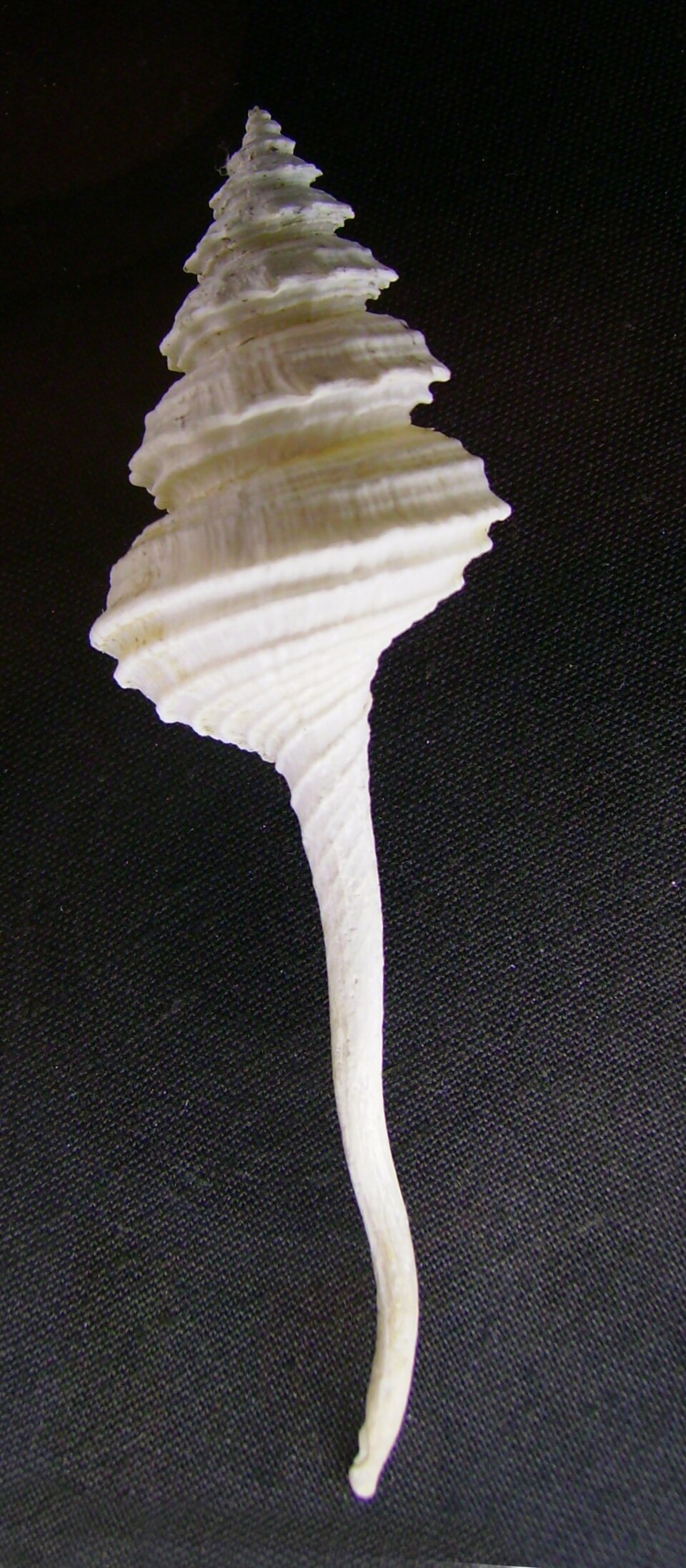 Turbinellidae