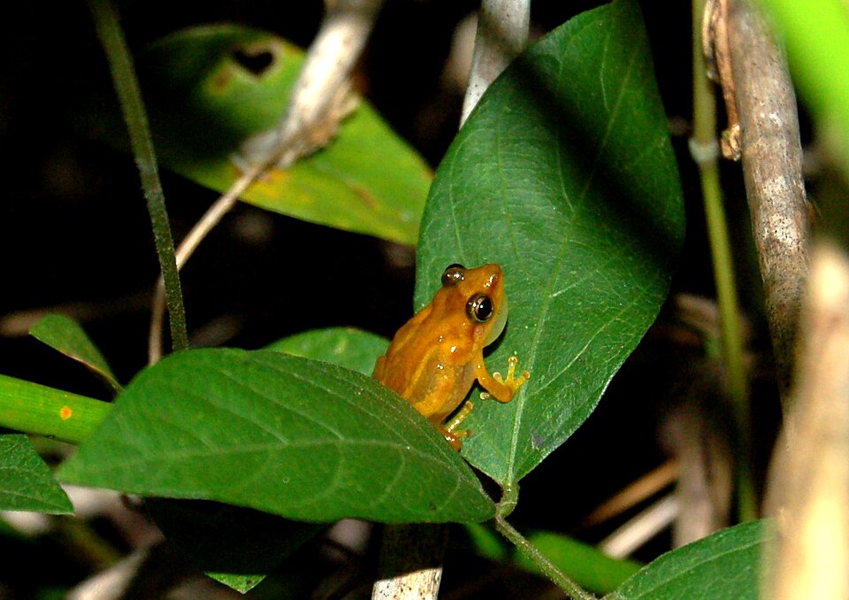 Puerto Rican wetland frog