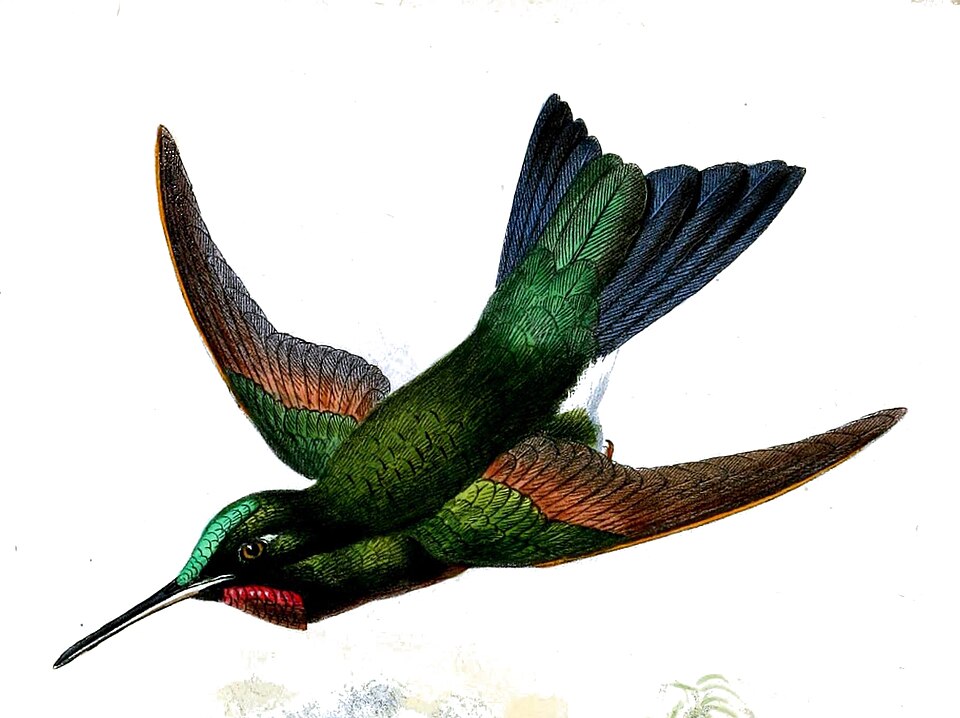 Rufous-webbed Brilliant