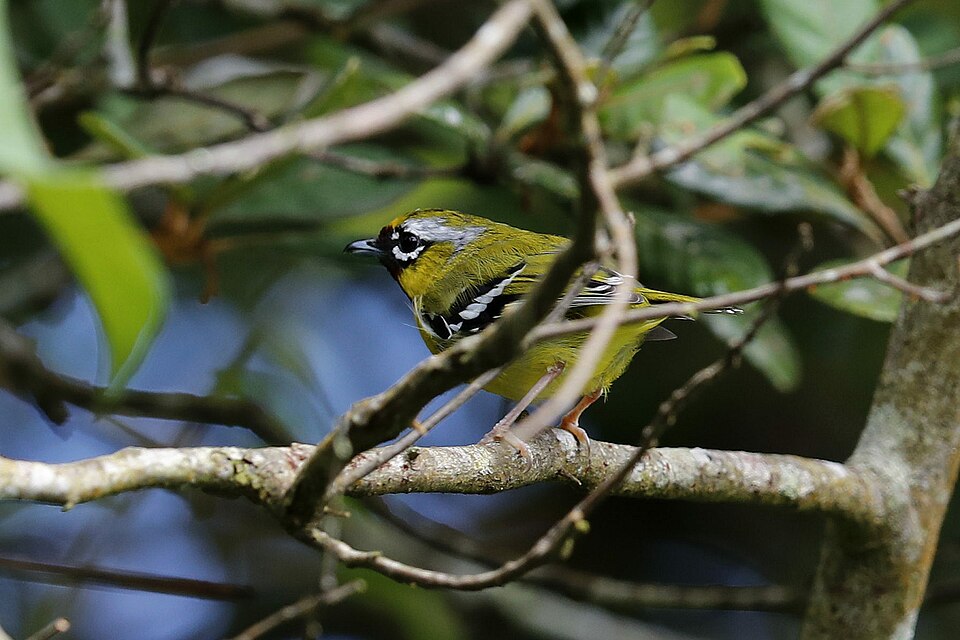 Pteruthius intermedius