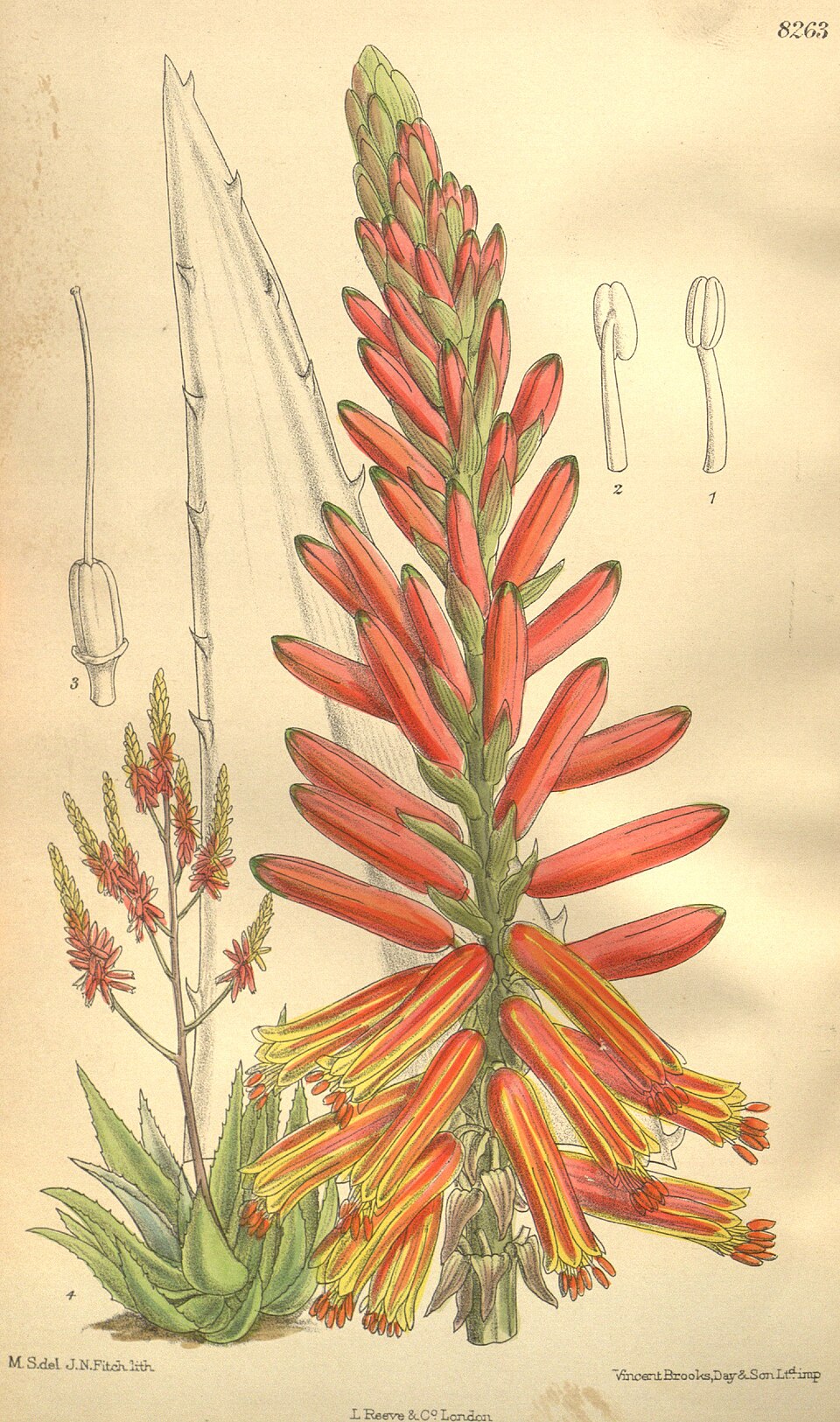 Aloe littoralis