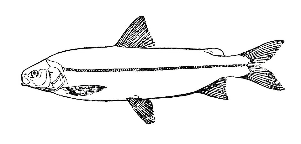 Coregonus nasus