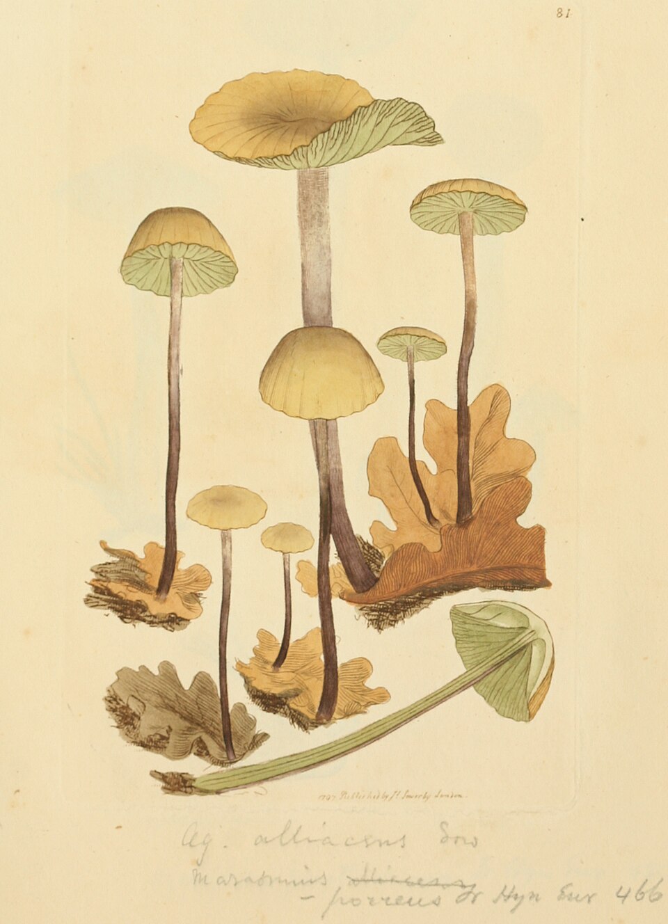 Mycetinis