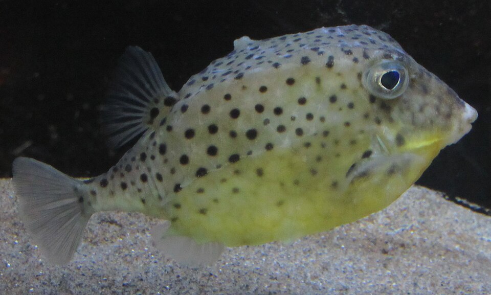 Kentrocapros aculeatus
