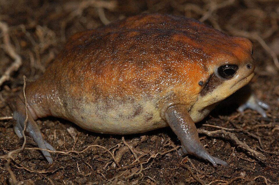 Forest rain frog