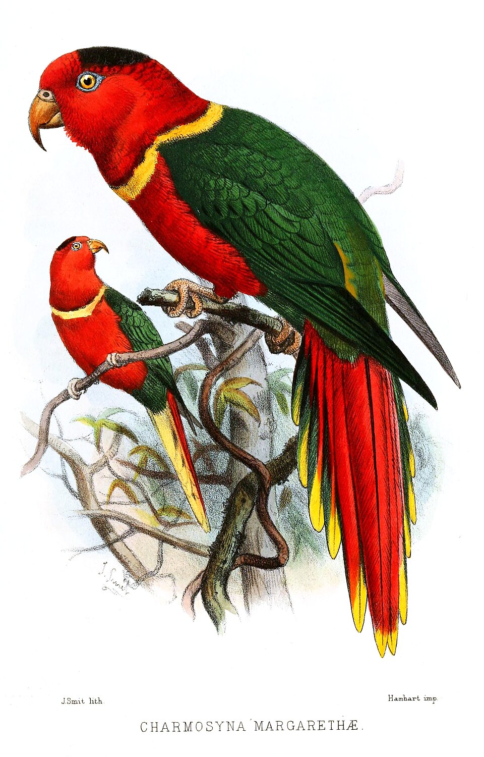 Duchess Lorikeet