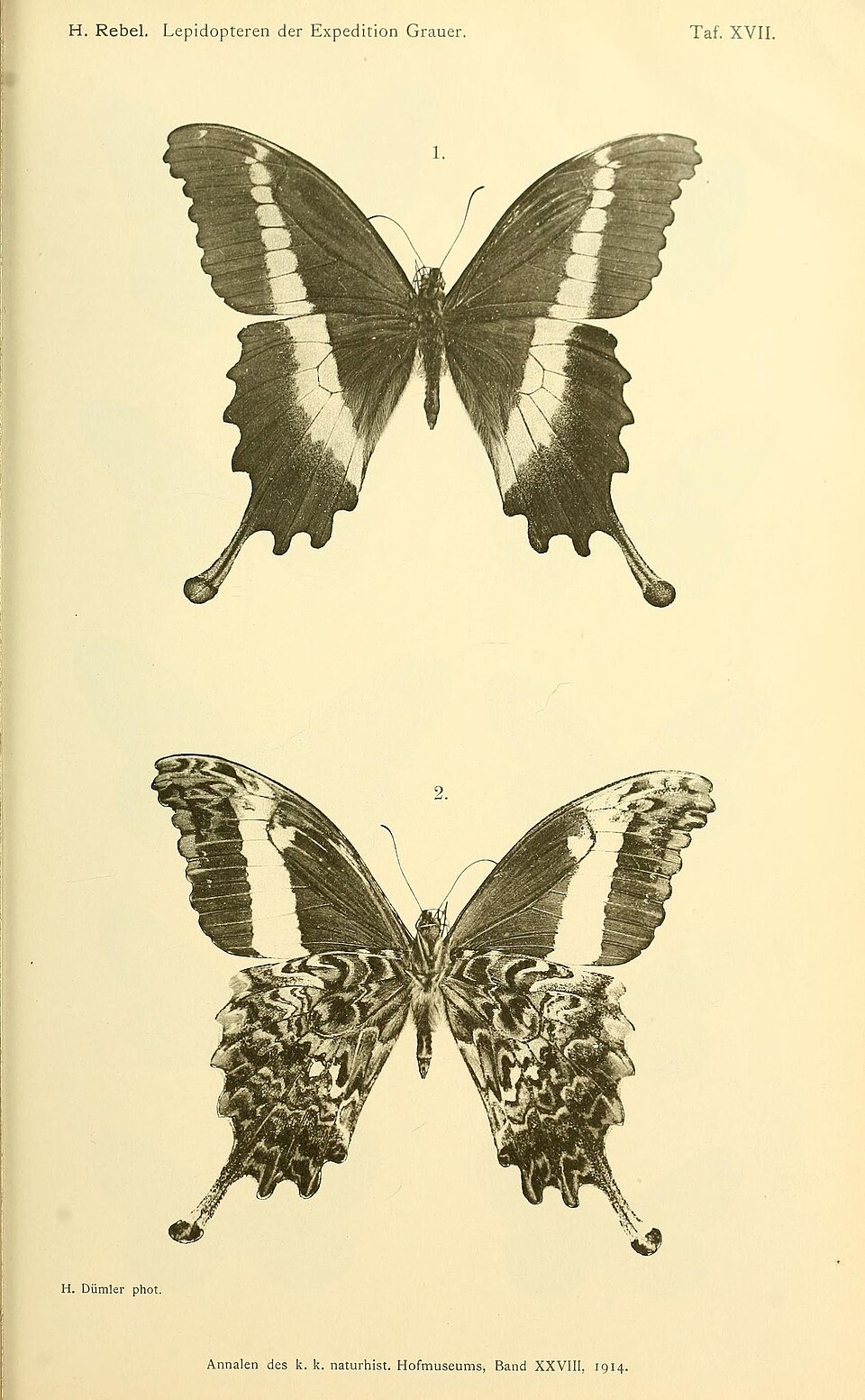 Papilio leucotaenia