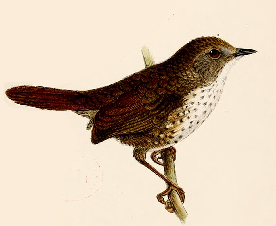 Chin Hills Wren-Babbler