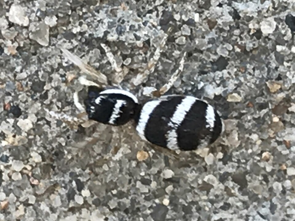 Salticus austinensis