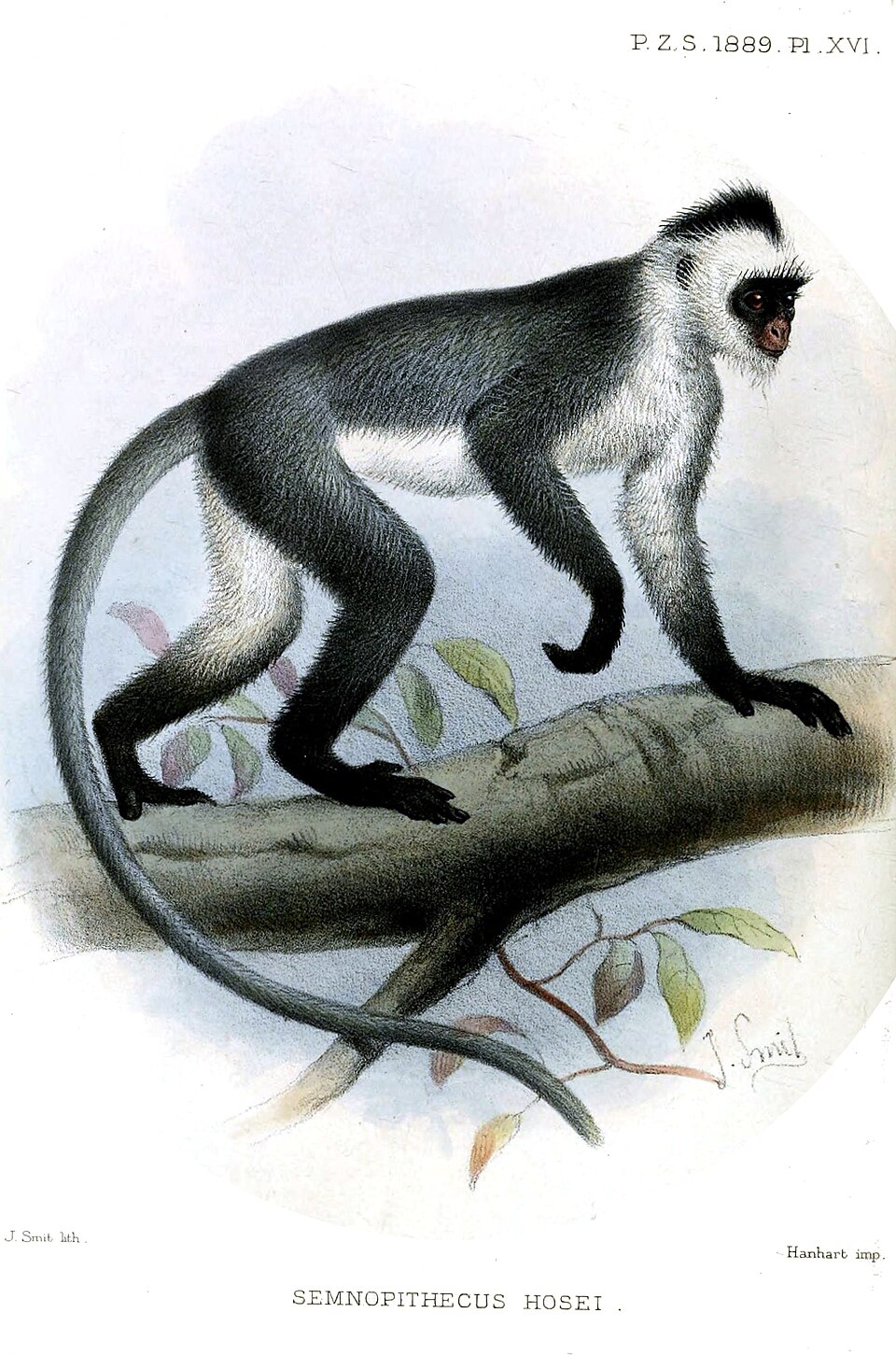 Hose's langur