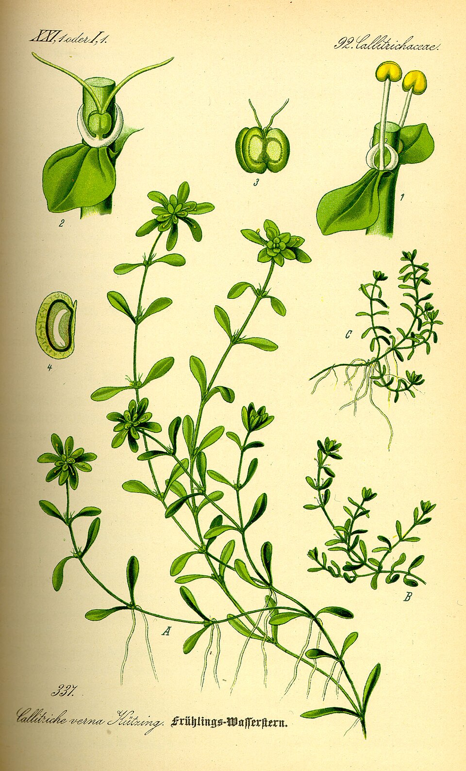 Callitriche