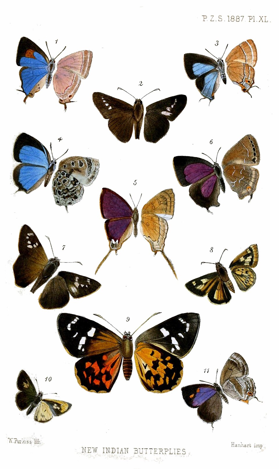 Euaspa