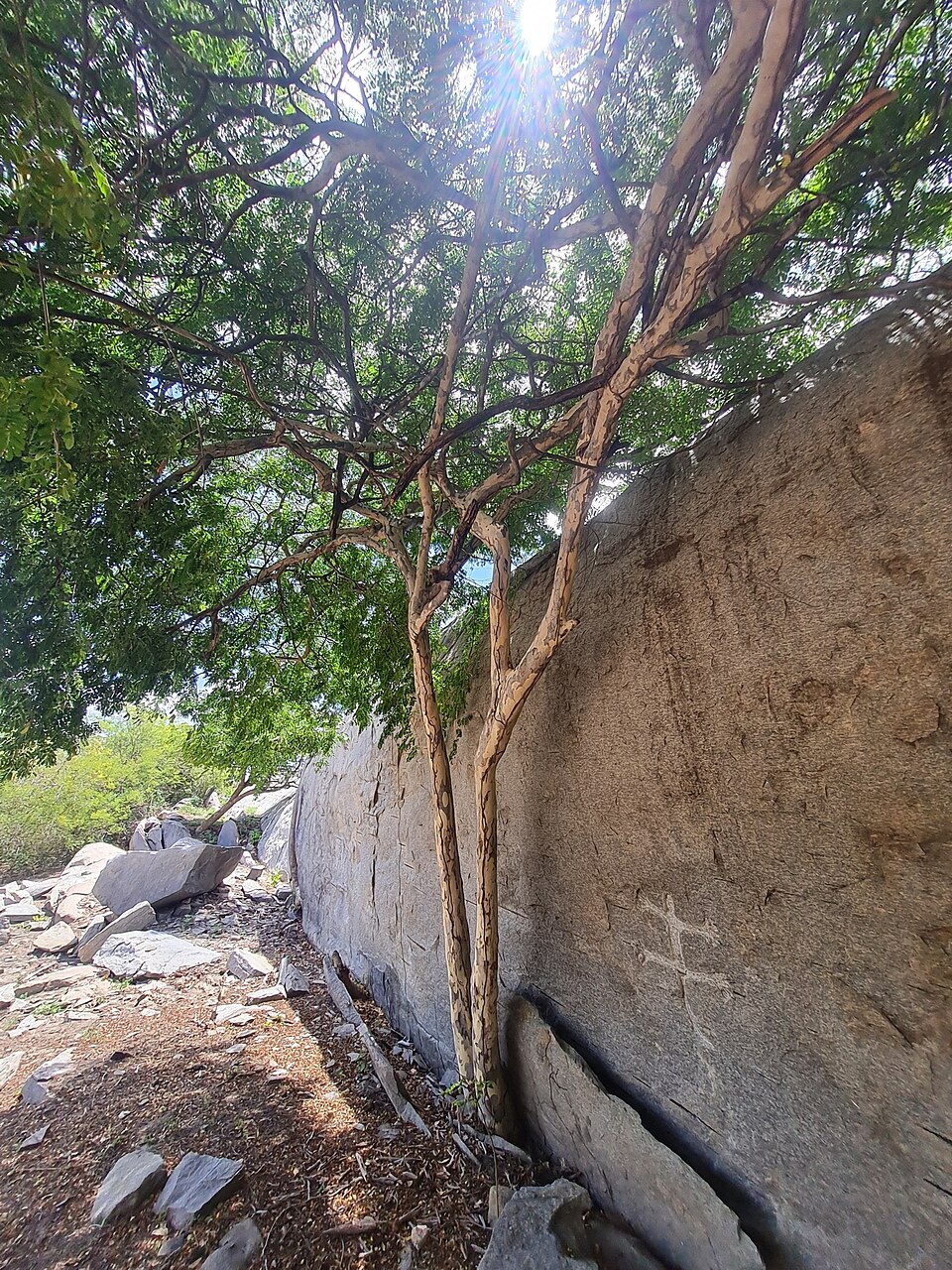 Libidibia ferrea
