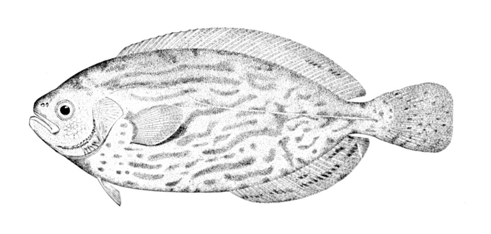 Schedophilus medusophagus