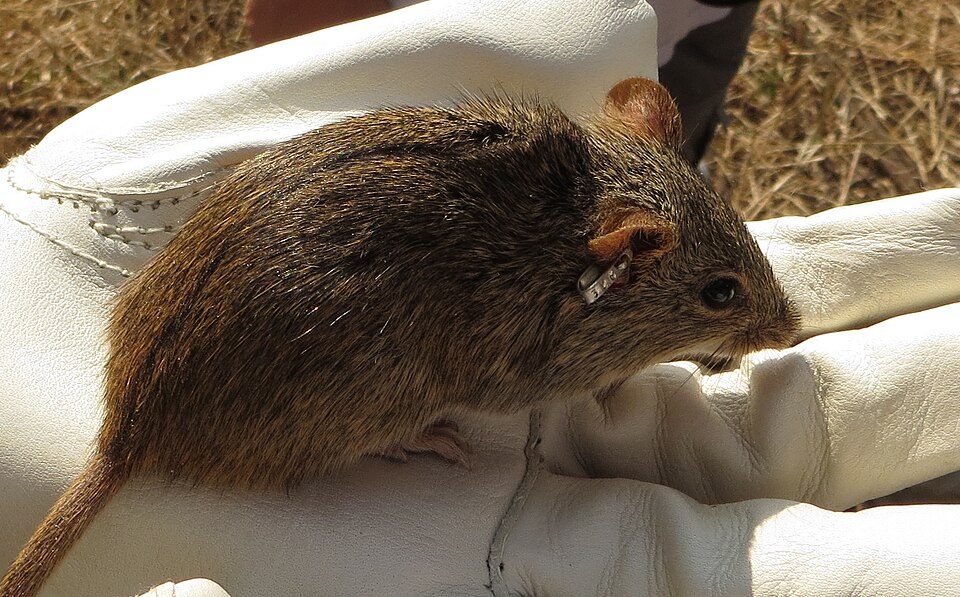 Single-Striped Grass Mouse