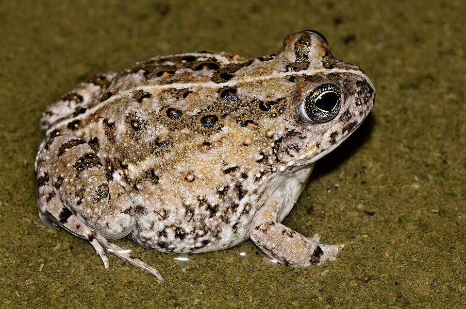 Cape Sand Frog