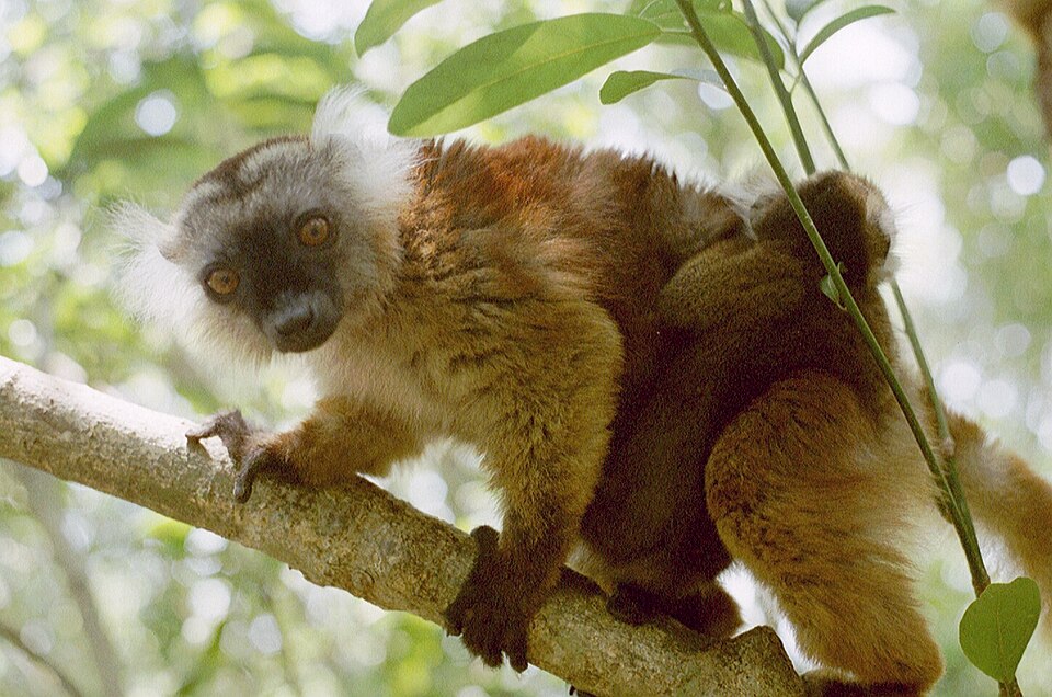 Lokobe Reserve