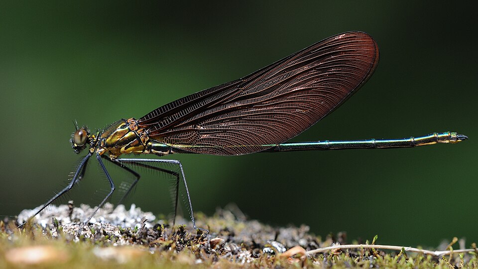 Calopteryx cornelia