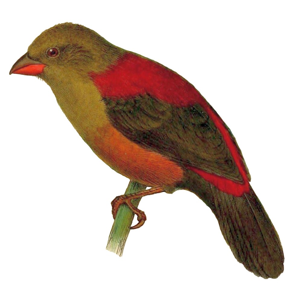 Cryptospiza shelleyi