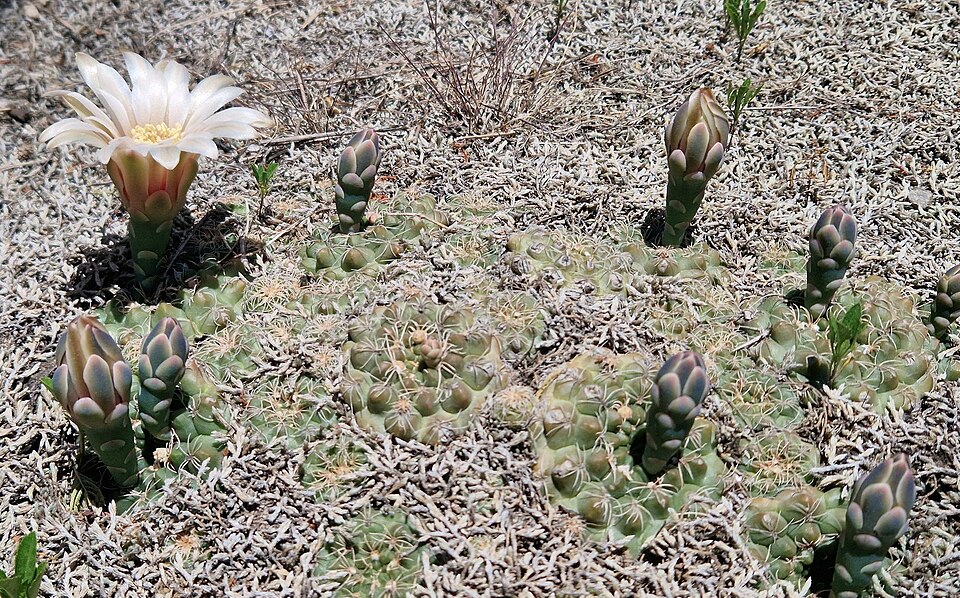 Gymnocalycium calochlorum
