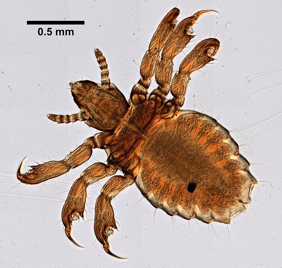 Haematopinus